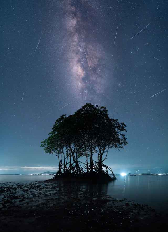 Ganadores de los premios Mangrove de fotografía