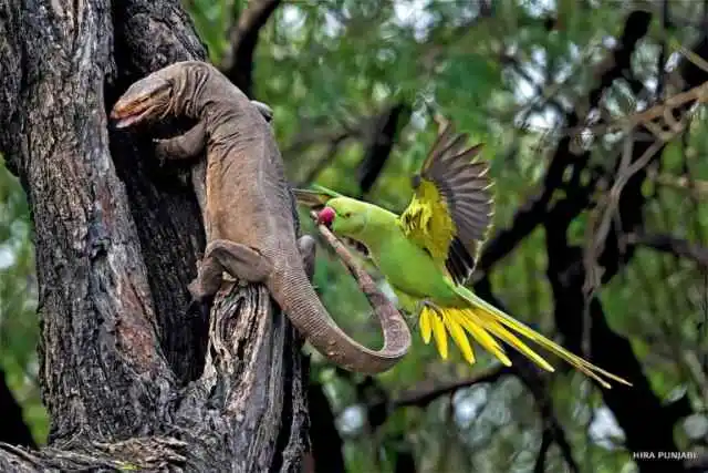 Ganadores del National Wildlife Photo Contest