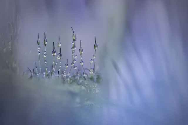 El premio Close-Up Photographer of the Year 2024