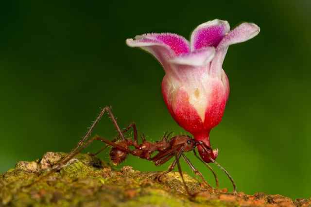 Los ganadores de Nature’s Best Photography Awards 2024