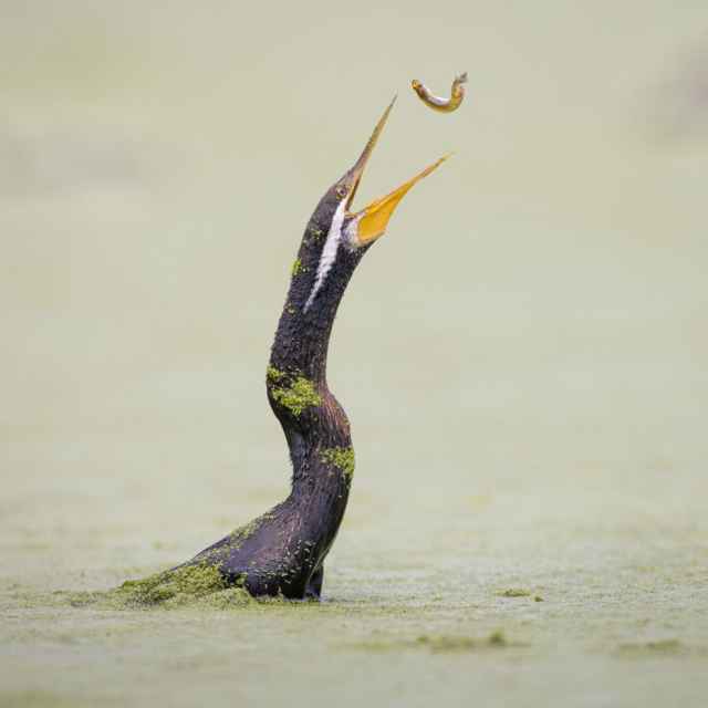 Finalistas en fotografía de aves de Australia 