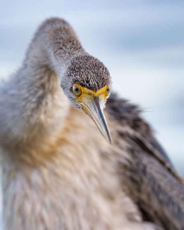 Finalistas en fotografía de aves de Australia 