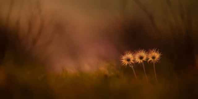  Ganadores de los premios European Wildlife Photographer