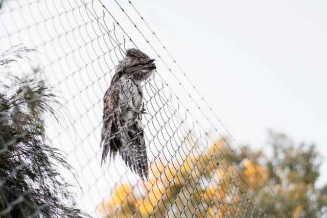 Finalistas en fotografía de aves de Australia 