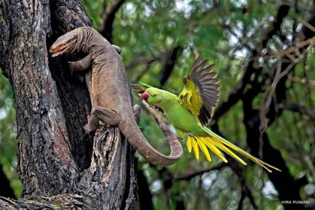 Ganadores del National Wildlife Photo Contest