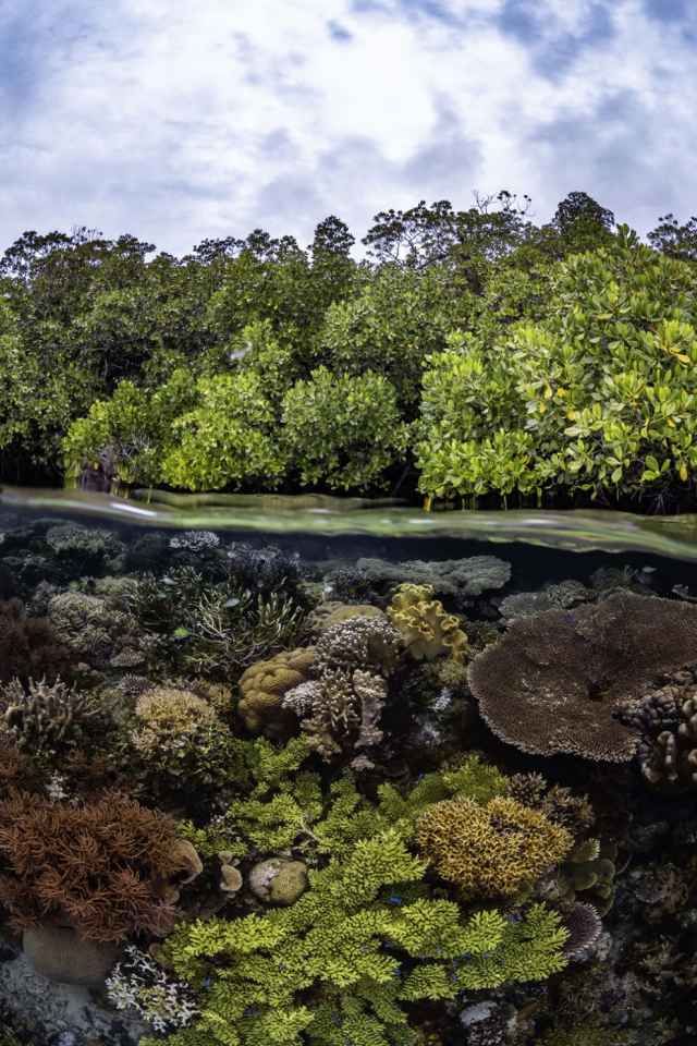 Ganadores de los premios Mangrove de fotografía