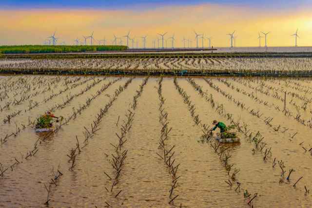 Ganadores de los premios Mangrove de fotografía