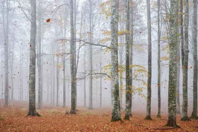  Ganadores de los premios European Wildlife Photographer