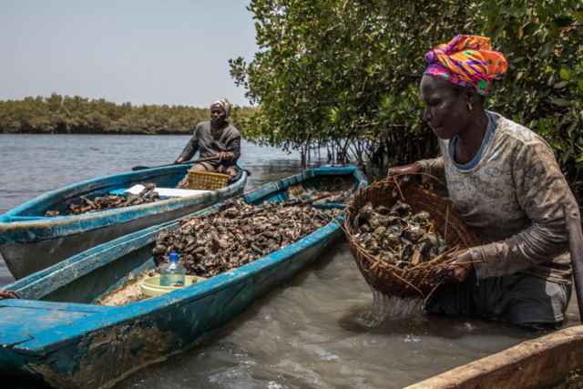 Ganadores de los premios Mangrove de fotografía