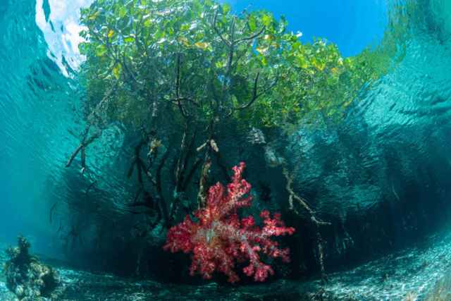 Ganadores de los premios Mangrove de fotografía