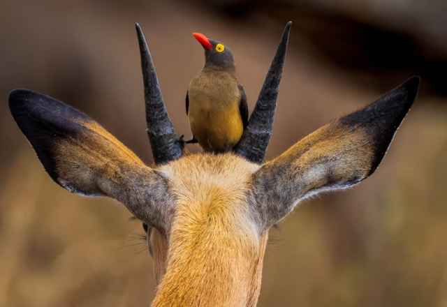 Los ganadores de Nature’s Best Photography Awards 2024