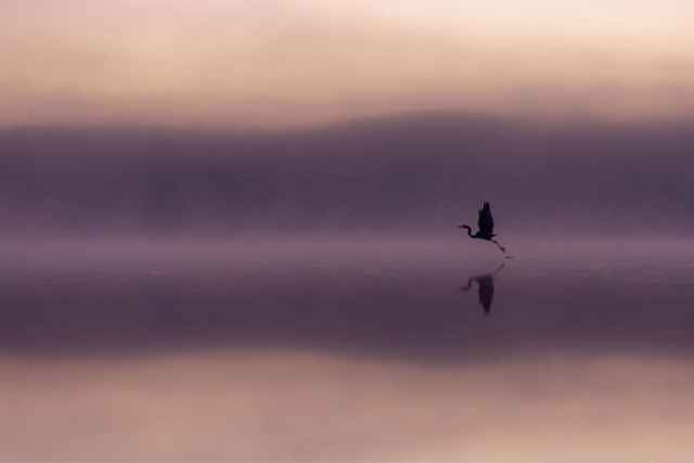 Finalistas en fotografía de aves de Australia 