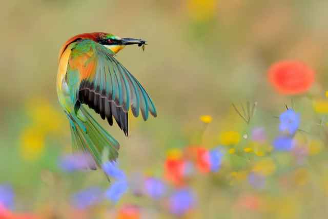 El premio Close-Up Photographer of the Year 2024