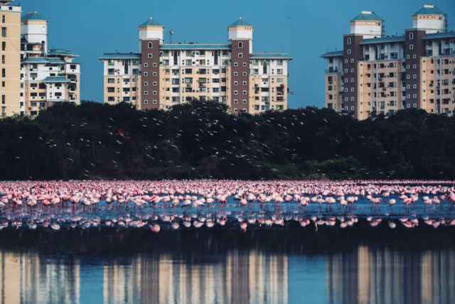 Ganadores de los premios Mangrove de fotografía