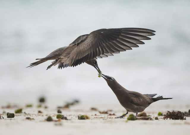 Finalistas en fotografía de aves de Australia 