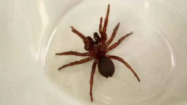 Algo de esta araña podría salvar tu vida