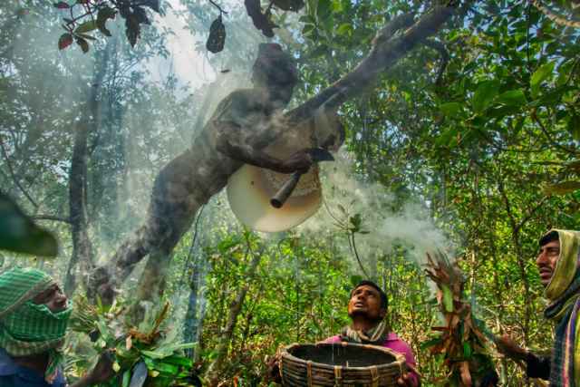 Ganadores de los premios Mangrove de fotografía