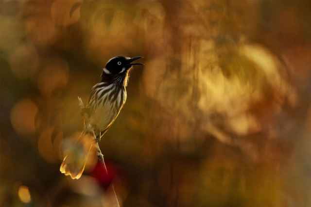 Finalistas en fotografía de aves de Australia 