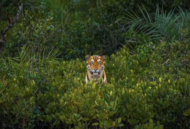 Ganadores de los premios Mangrove de fotografía