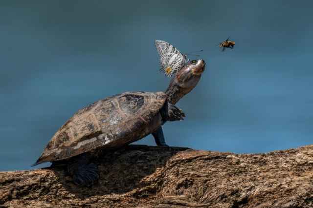 Los ganadores de Nature’s Best Photography Awards 2024