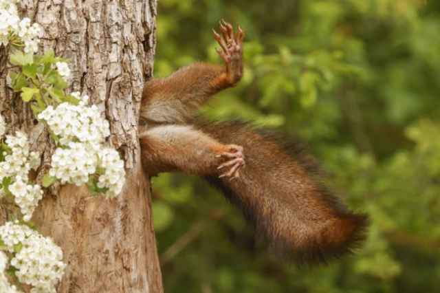 Ganadores de los premios Comedy Wildlife Photography Awards de 2024