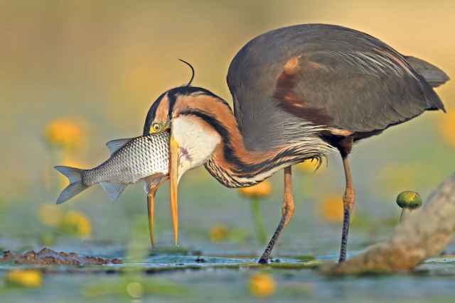 Fotógrafo de aves del año 2023