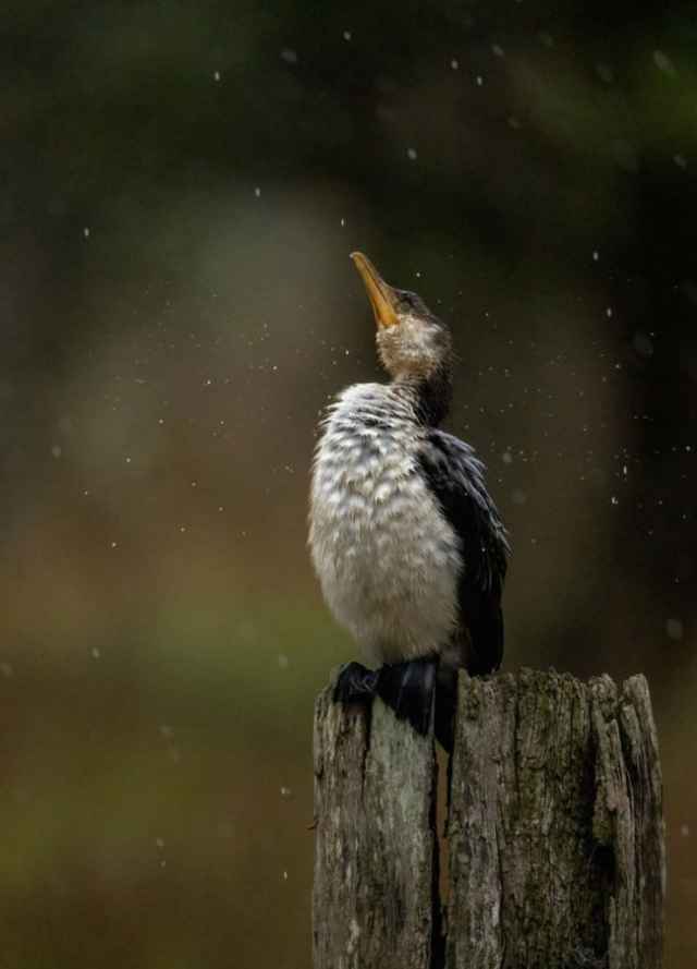 Finalistas en fotografía de aves de Australia 