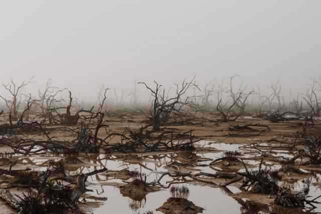 Ganadores de los premios Mangrove de fotografía