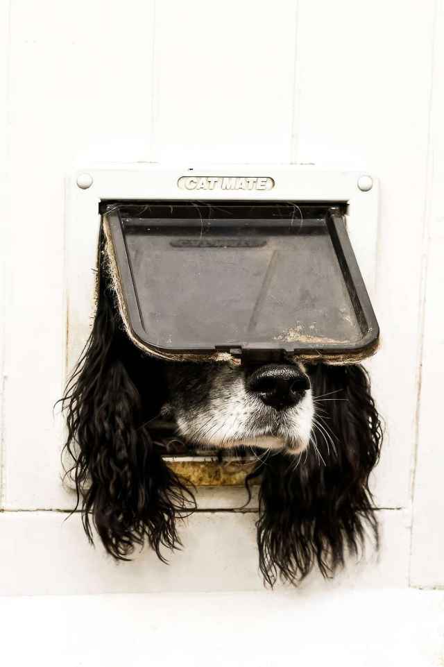 Las mascotas más divertidas del año