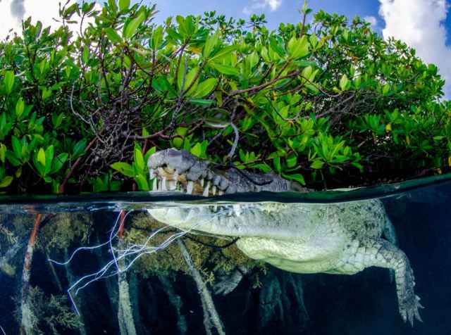 Ganadores de los premios Mangrove de fotografía