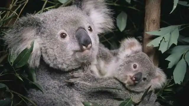 Australia invertirá en preservar a los koalas