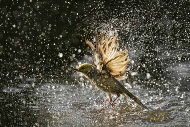 Finalistas en fotografía de aves de Australia 