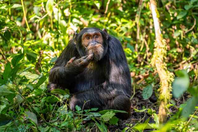 Ganadores de los premios Comedy Wildlife Photography Awards de 2024