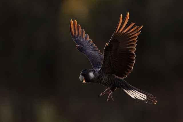 Finalistas en fotografía de aves de Australia 