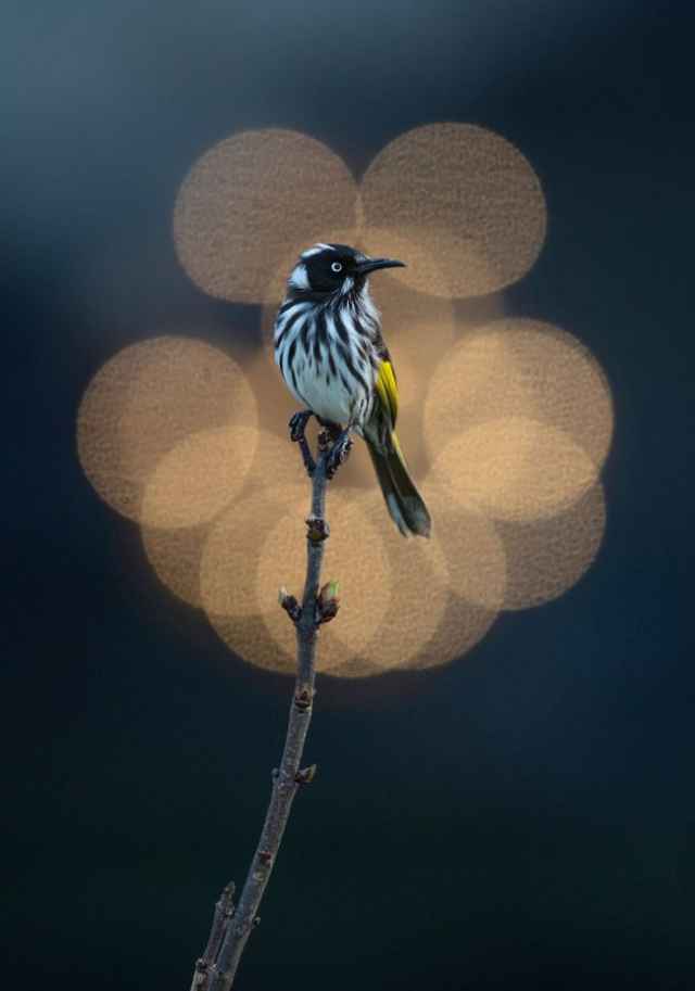 Finalistas en fotografía de aves de Australia 