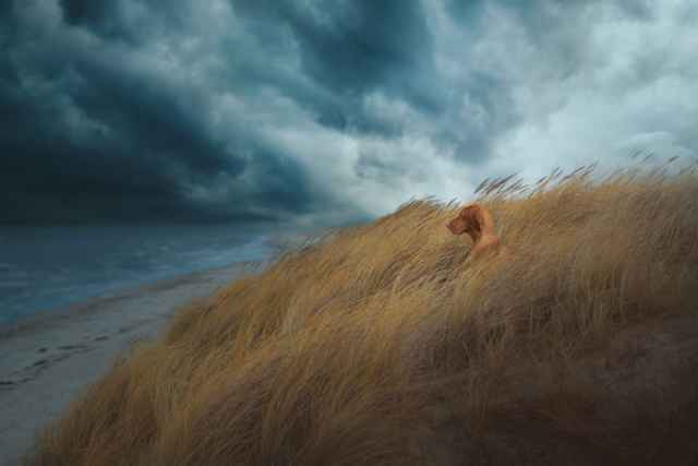 Las mejores fotografías de perros del 2023