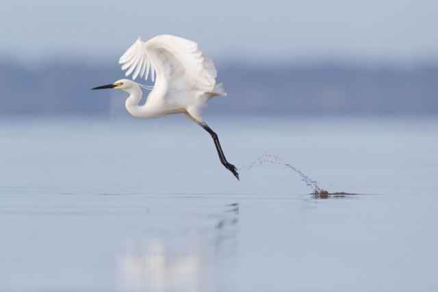 Finalistas en fotografía de aves de Australia 