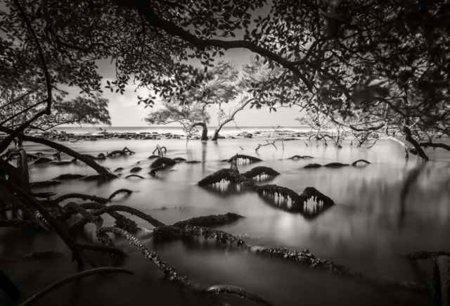 Ganadores de los premios Mangrove de fotografía