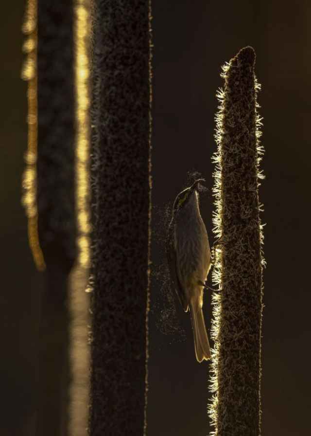 Finalistas en fotografía de aves de Australia 