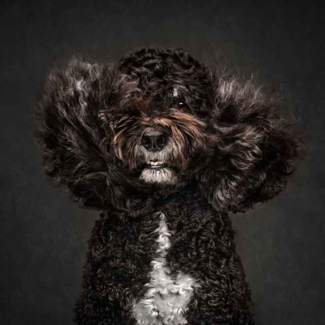 Las mejores fotografías de perros del 2023