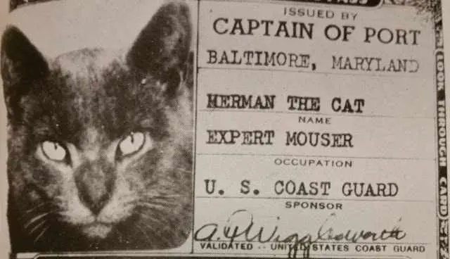 Herman el Gato, miembro de la Guardia Costera