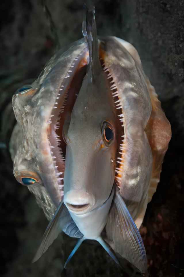 El premio Close-Up Photographer of the Year 2024