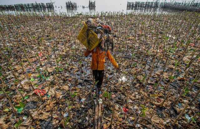 Ganadores de los premios Mangrove de fotografía