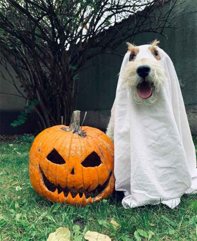 Disfraz de Halloween para humanos perezosos