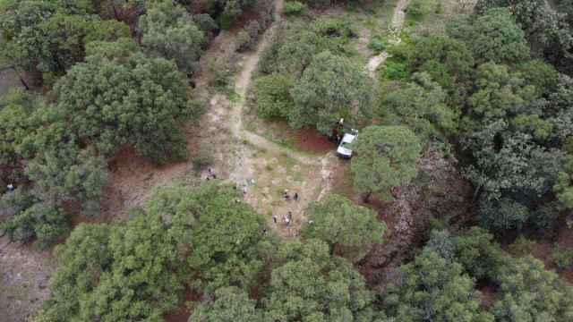 Alianzas, Mejores Bosques