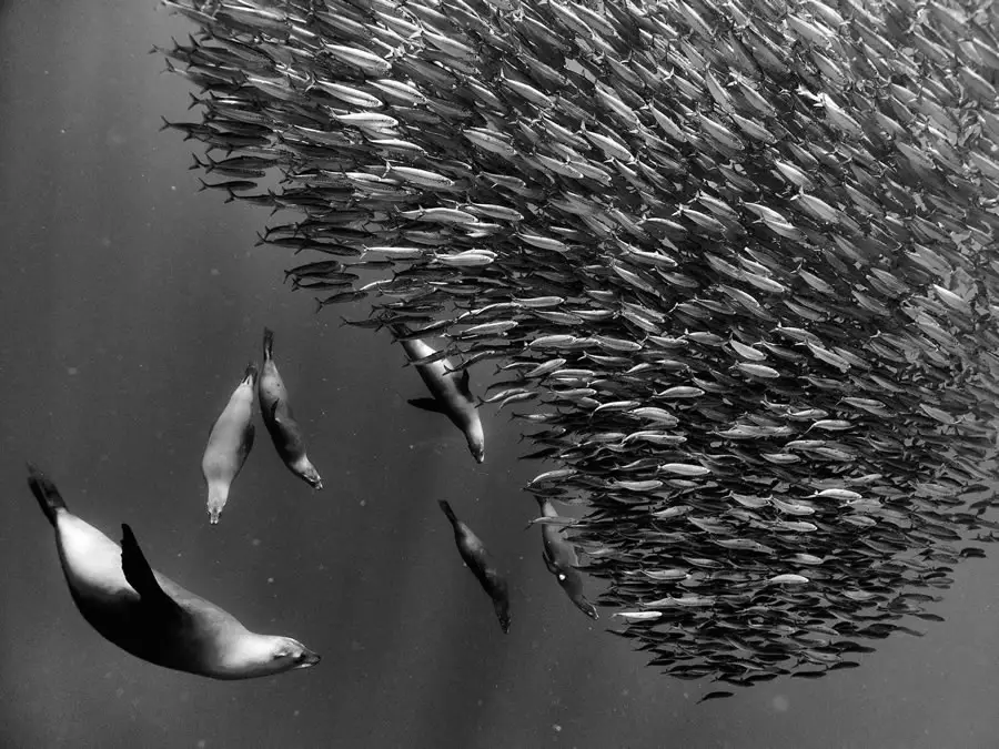 Ganadores de los premios de foto en blanco y negro 2023