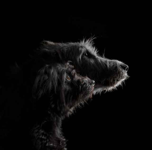 Las mejores fotografías de perros del 2023