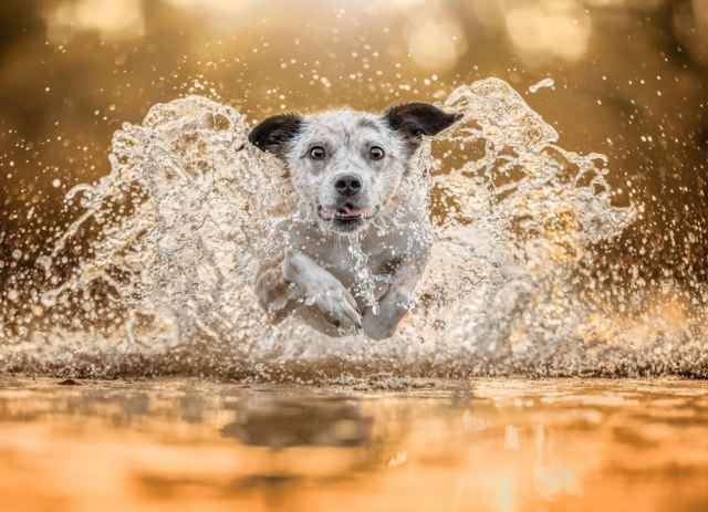 Las mejores fotografías de perros del 2023