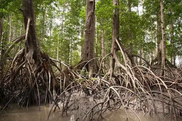 La protección de los humedales en el Sudeste Asiático podría reducir las emisiones de carbono de la zona