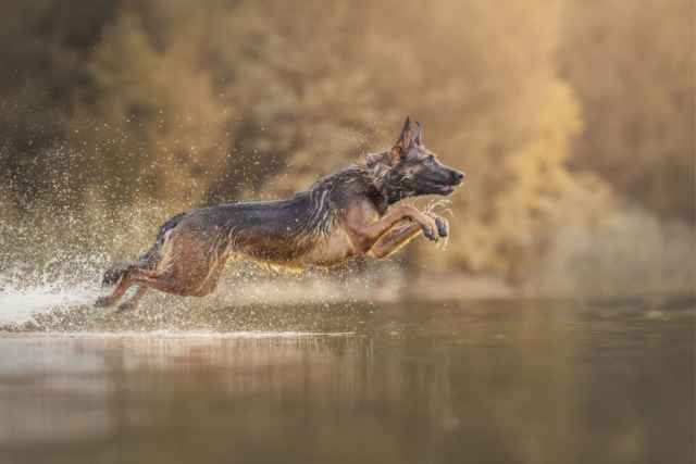 Las mejores fotografías de perros del 2023